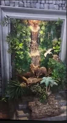 Bear & Forest Waterfall